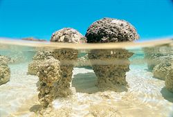 Hamelin Pool Stromatolites Monkey Mia Australia