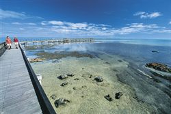 Hamelin Pool Stromatolites Monkey Mia Western Australia